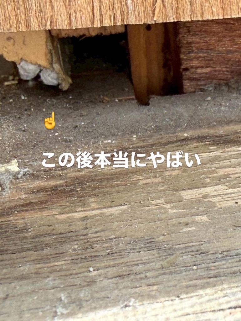 柱のシロアリ被害
