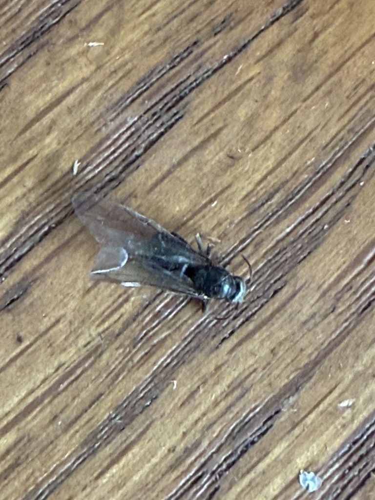 発見された羽アリ